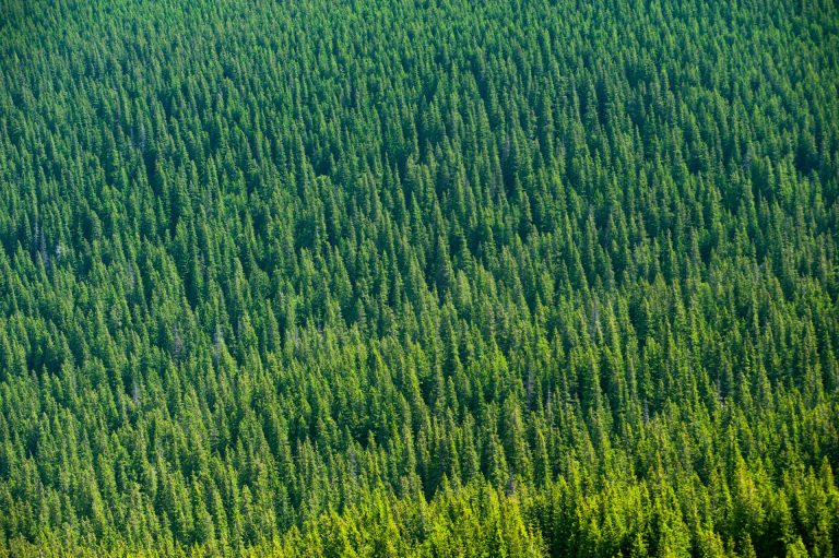Metsäyrittäjän hallinnollinen kuorma kuriin – näin tekoäly säästää aikaasi ja rahaasi